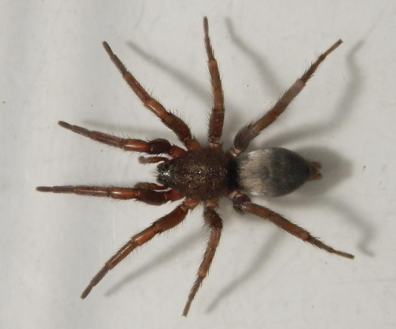 Was ist das für eine Spinne in meiner Garage 😫? (Tiere, Spinnen)