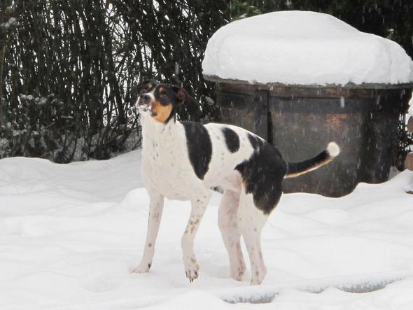 Ich habe Angst vor großen Hunden (Hund)