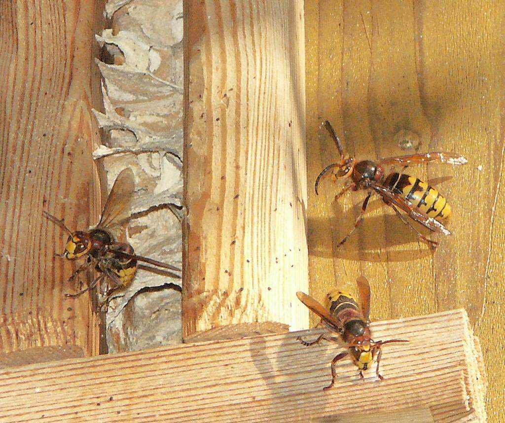 Hornissennest, was tun? (Insekten, Nest, Plage)