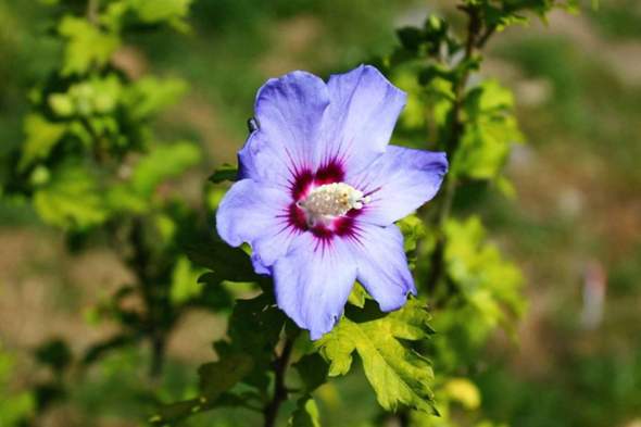 - (Natur, Blumen, Botanik)