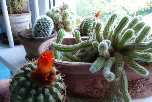 mein Kakteenfenster - (Blumen, Kaktus, fällt um)