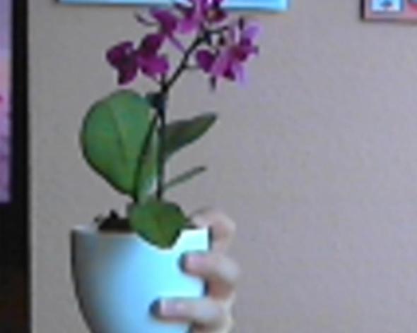 Die Orchidee - (Blumen, Pflanzenpflege, Mini)