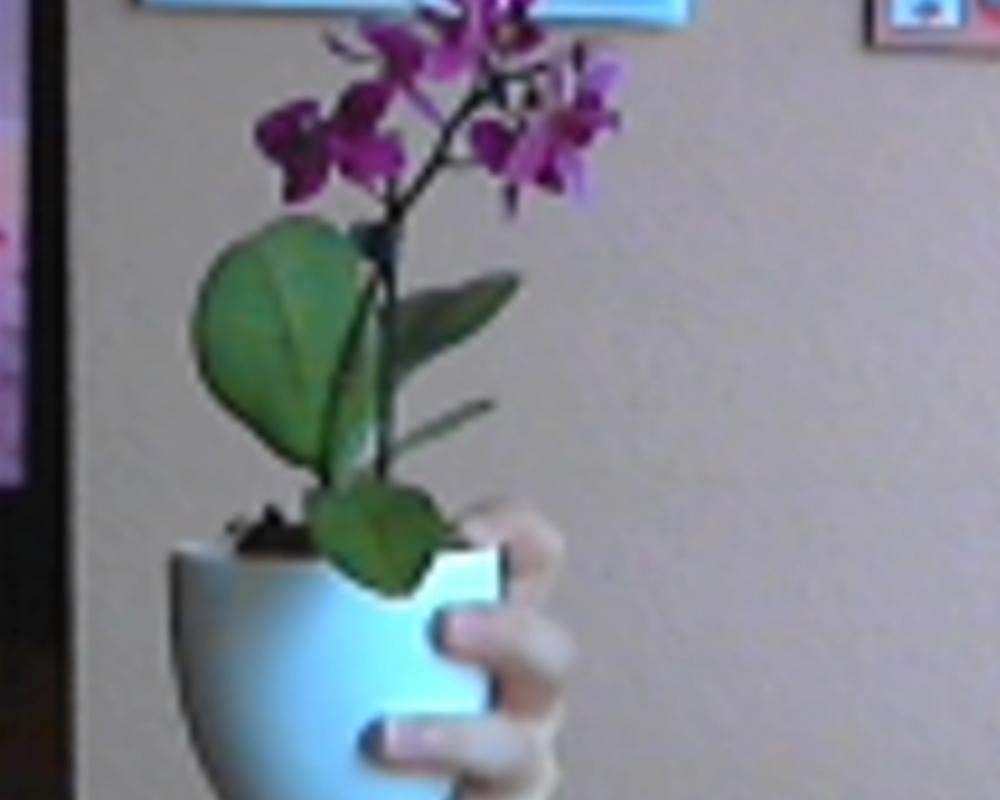 Wie Pflege ich meine Mini Orchidee richtig? (Blumen, Pflanzenpflege
