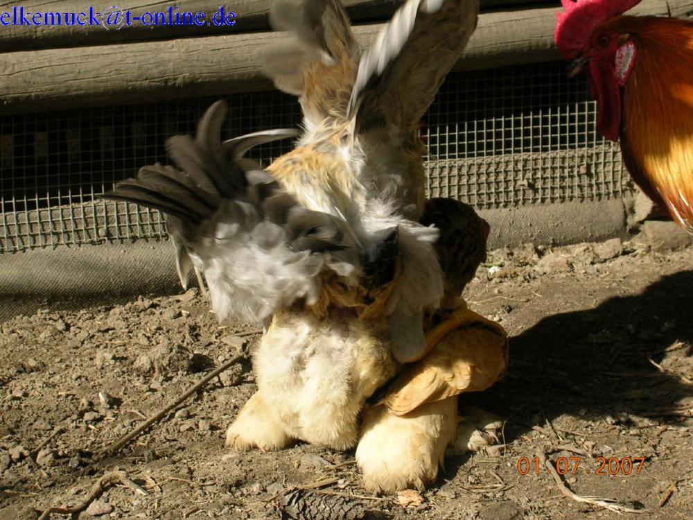 Zwergwyandotten-Hahn   Hybrid Hennen = Befruchtete Eier (Küken)? (Hühner, befruchtet)