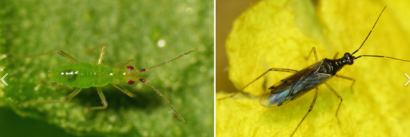- (Tiere, Insekten)