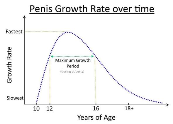 Bis wann wächst der penis