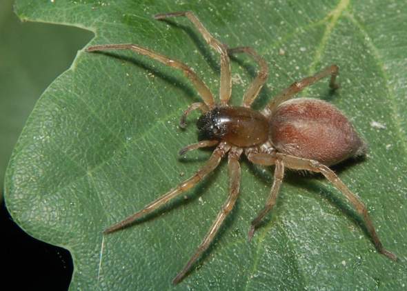 Hilfe Spinne Tiere Katze Spinnen Hilfe Spinne Tiere Katze Spinnen