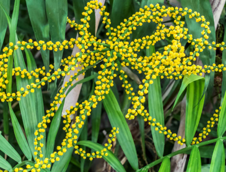 Gelbe Kugeln (Eier?) auf Palme? (Pflanzen, Botanik)