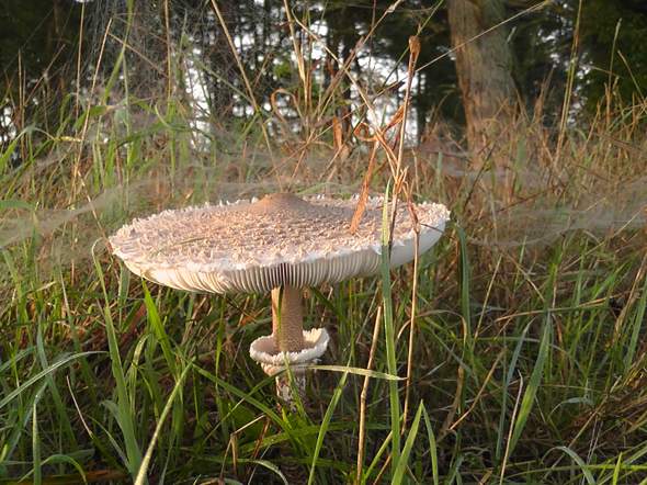 - (kochen, Wald, Pilze)