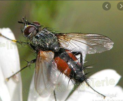 Blutsaugende Fliege? (Tiere, Krankheit, Insekten)