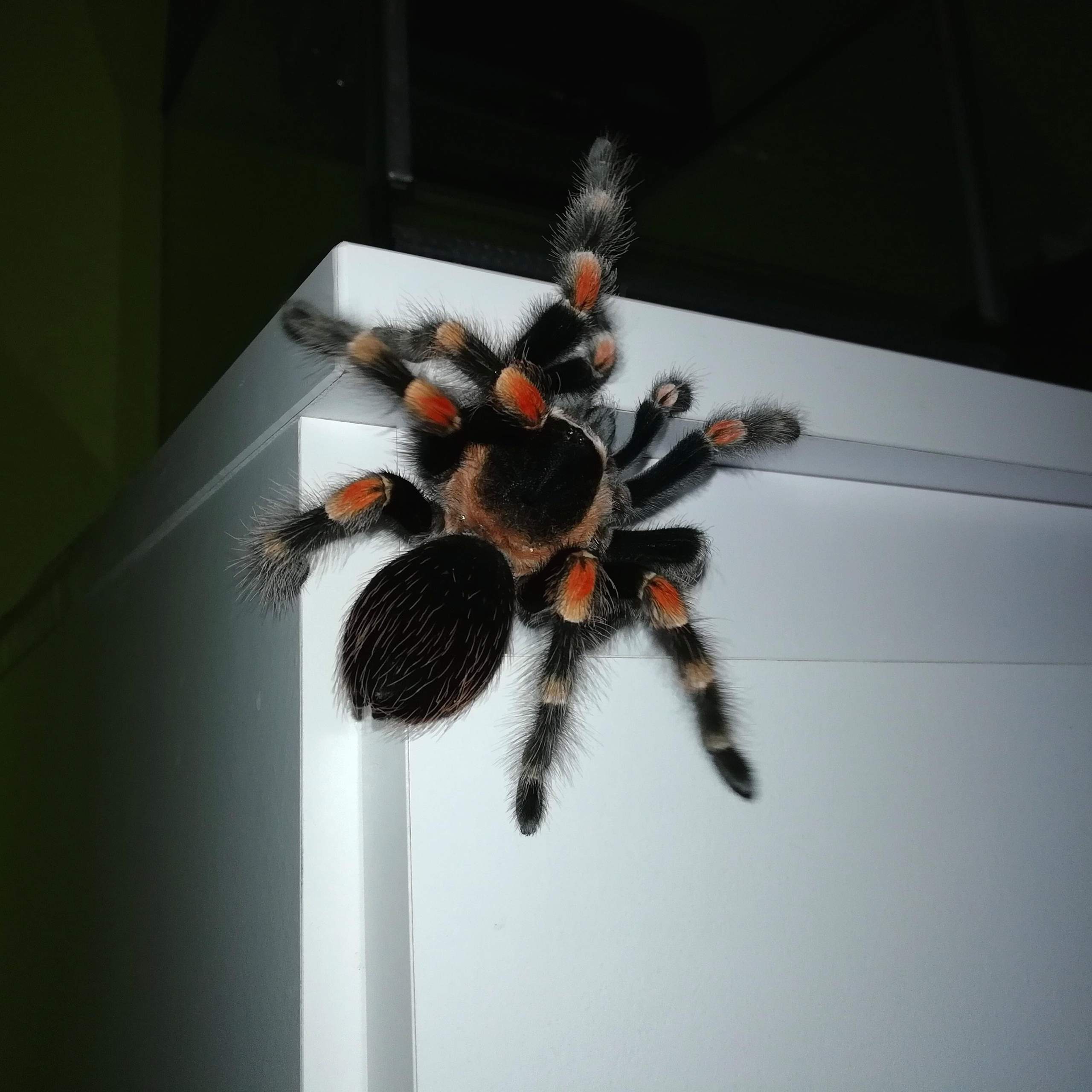 Cooles Haustier für neue Wohnung? (Tiere, Haustiere)