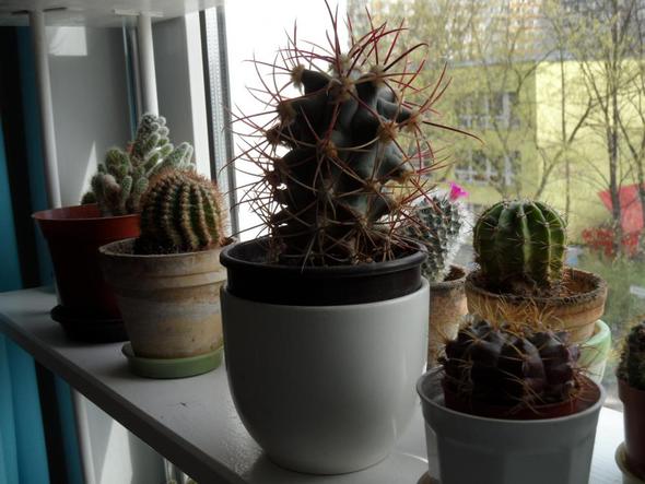 Welche Erde für Kaktus? (Kakteen, umtopfen)