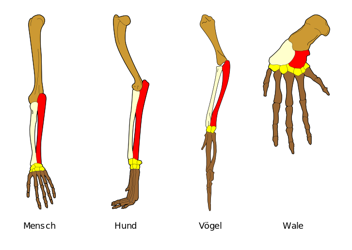 Warum Belegen Homologie Und Analogie Die Evolution? (Schule, Biologie, Bio)