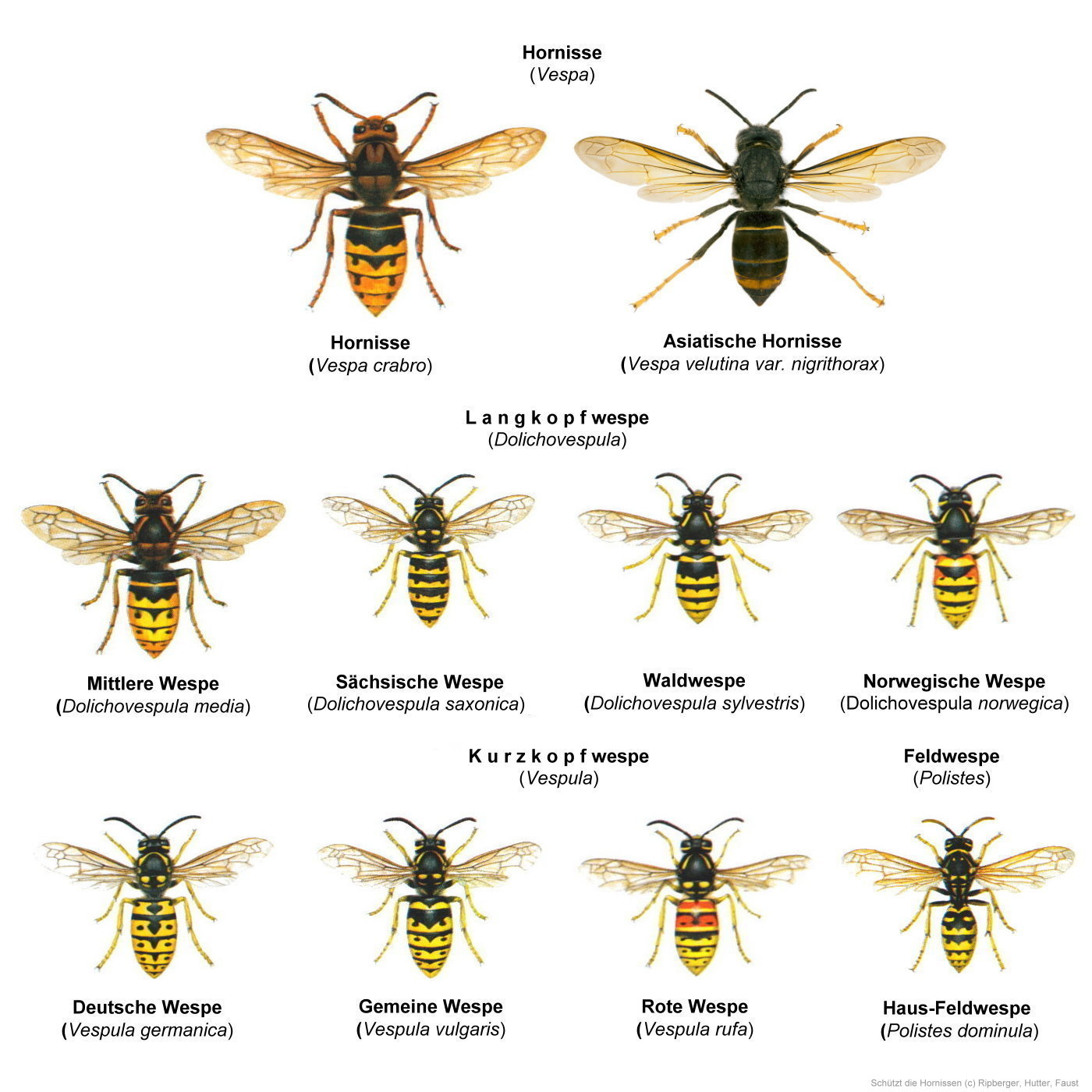 Wespe oder Hornisse? (Hornissen)