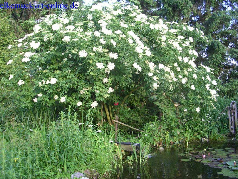 Hollunderbaum im großen Kübel? (Pflanzen, Garten, Natur)