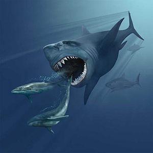 magalodon verfolgt zwei wale - (Hai, Megalodon)