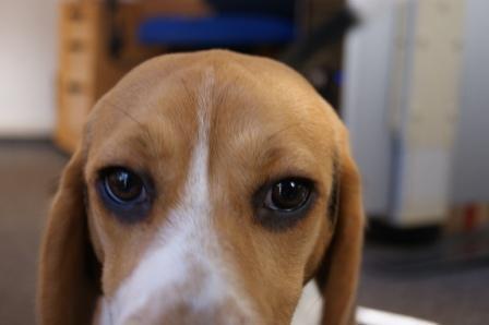 beagle 1 - (Hund, Hundehaltung, Haarentfernung)
