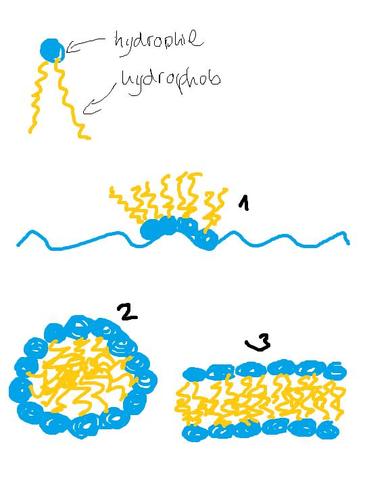 Membranlipide - (Biologie, Moleküle, biomembran)
