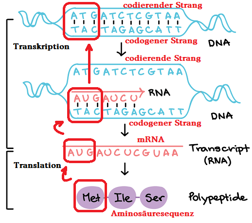 Codogener Und Nicht Codogener Strang Primärstruktur auf die Basenabfolge der DNA zurückführen? (Schule
