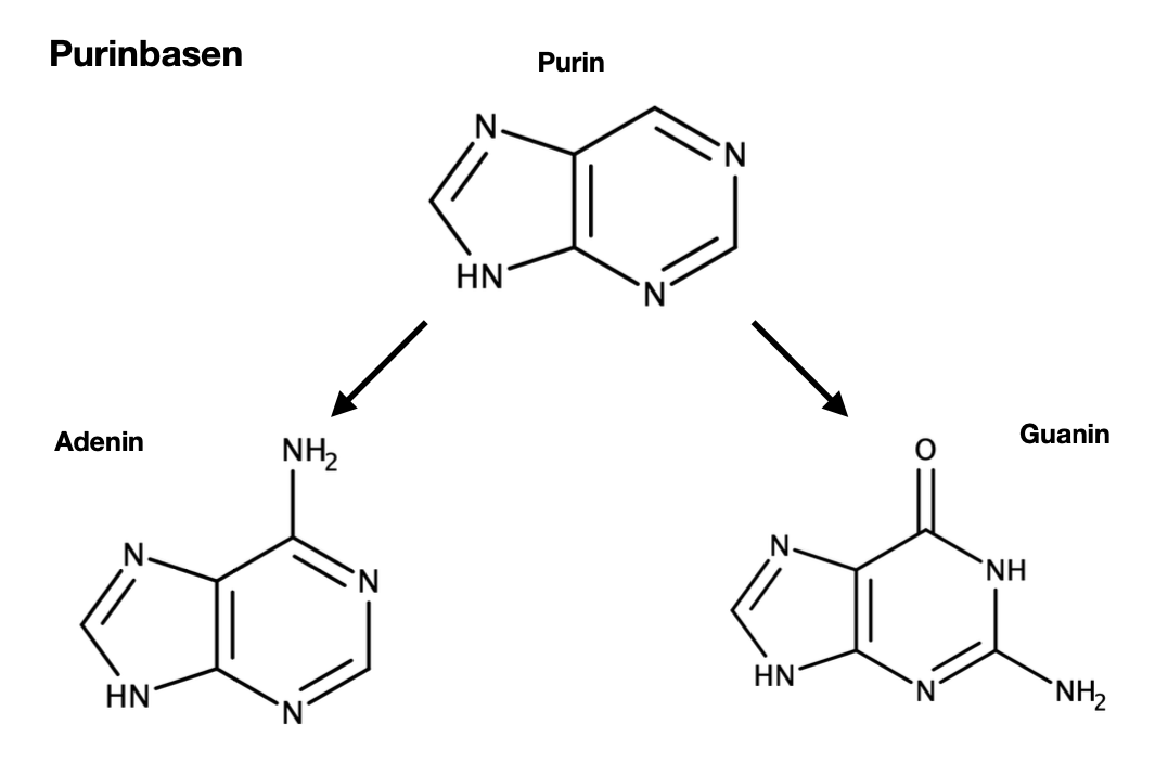 Pyrimidine und Purine? (Biologie, Abitur, Bio)