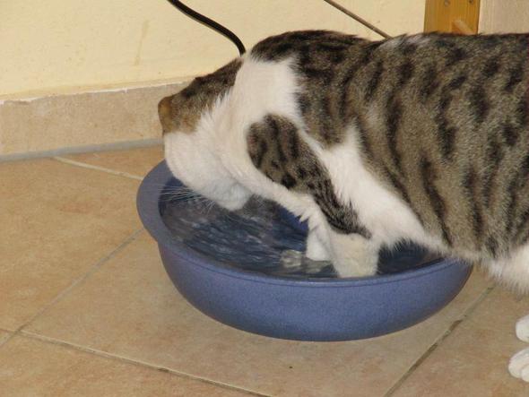 Wasser... - (Katze, Brunnen)