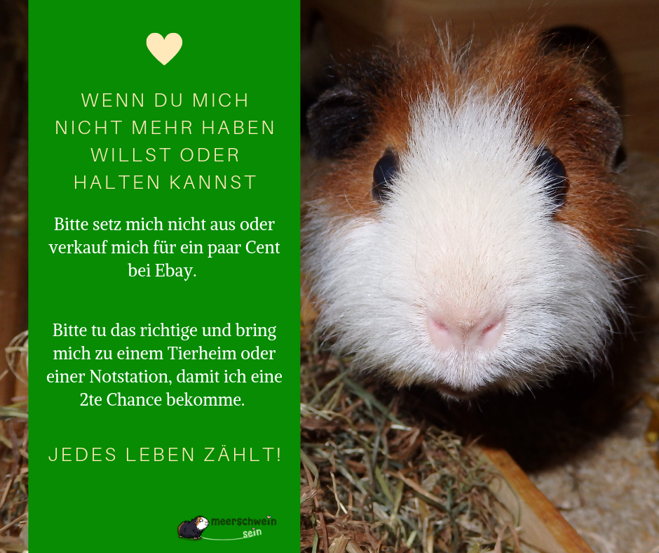Meerschweinchen nach tod vom Partner im hohen alter noch umziehen lassen? (Tiere)