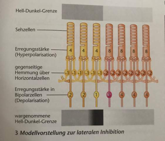 laterale-inhibition-problem-bei-der-kontrastverst-rkung-biologie-augen