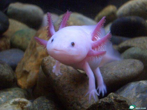 Axolotl - (Tiere, Haustiere, Außergewöhnlich)