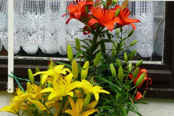 meine Lilien im Kübel 2011 - (Geburtstag, Pflanzen, Garten)