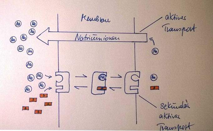 Aktiver Membrantransport? (Biologie, Bio, Transport)