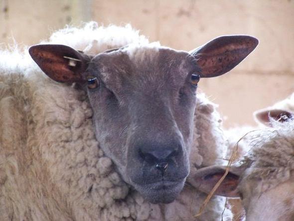 Ein Schaf - (Menschen, Tiere, Augen)
