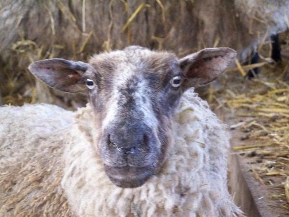 noch ein Schaf - (Menschen, Tiere, Augen)