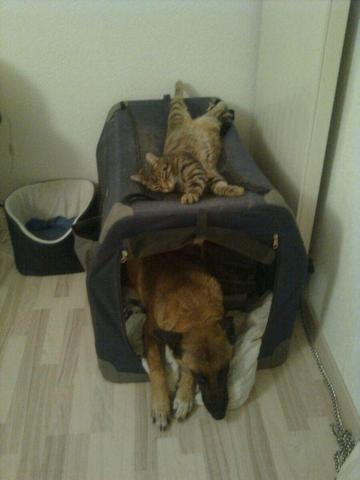 so kanns ausehen - (Hund, Haustiere, Katzen)