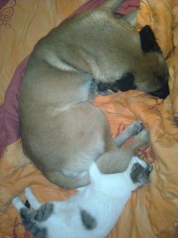rüde mit zwei katzen - (Hund, Haustiere, Katzen)