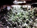 Cannabis - (Pflanzen, Garten, Cannabis)