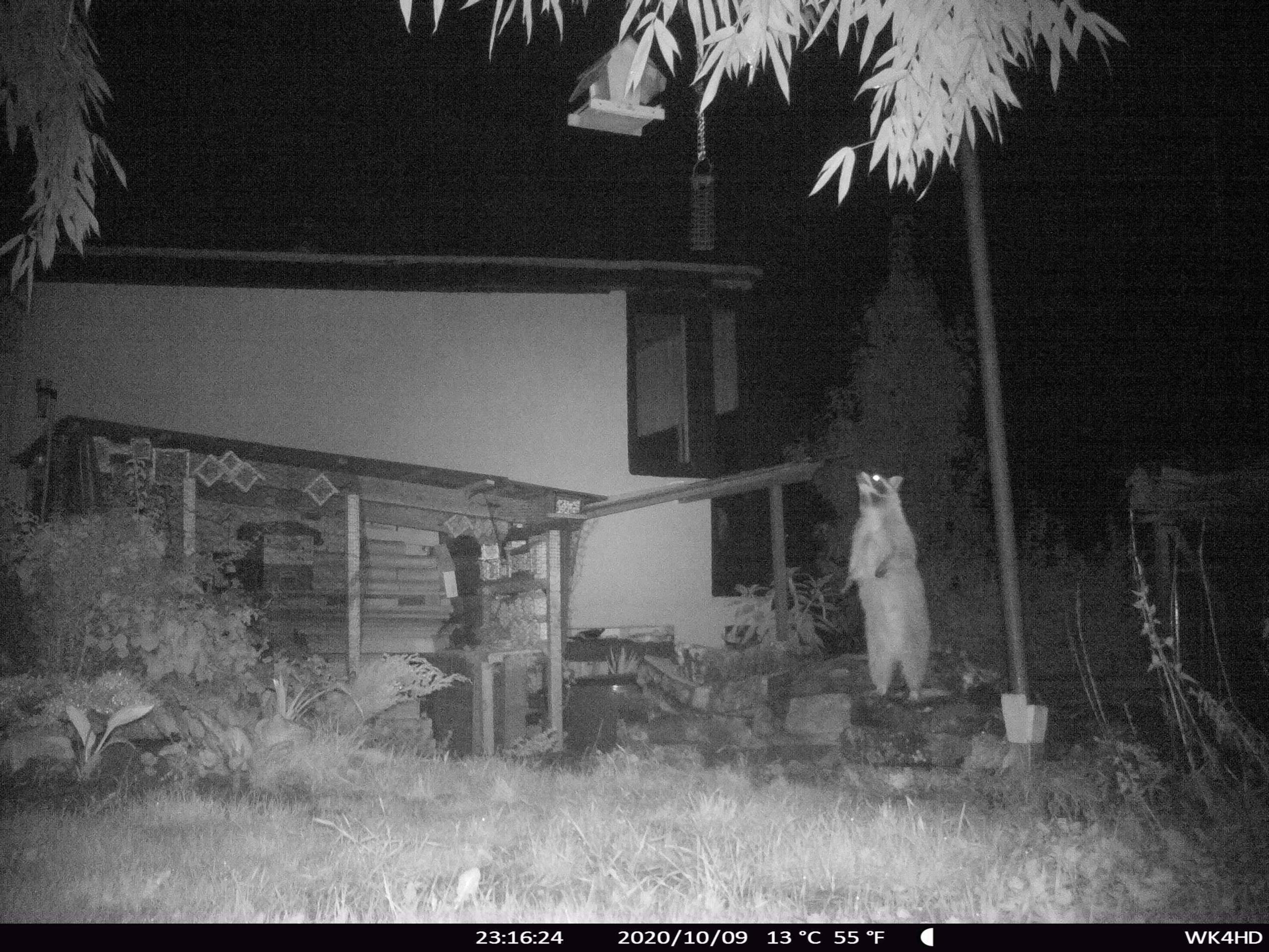 Habt ihr Überwachungskamera/s im Garten/Haus oder in der Wohnung