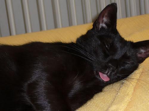 ist das normal bei katzen wenn sie schlafen katze zunge