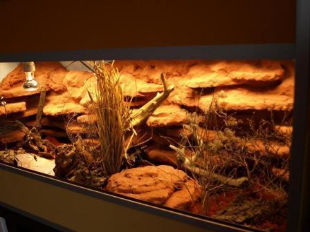 Leopardgecko Terrarium einrichten (Einrichtung, Gecko, Terraristik)
