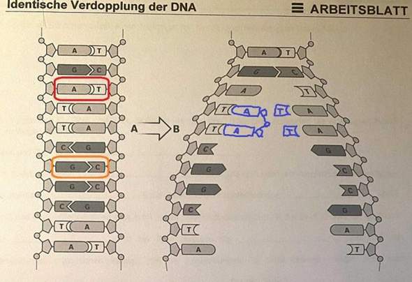  - (Biologie, DNA)