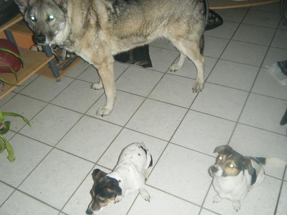 Anouk, Piwi und Lilou - (Hund, ersthund-und-zweithund)