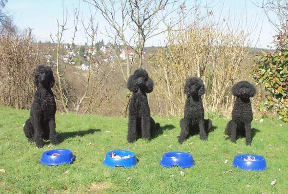 wie viele hunde habt ihr hund haustiere