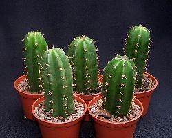 Kleine Trichocereus pachanoi - (Pflanzen, kaktus, Kakteen)