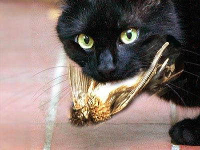 Wann Fangen Katzen An Zu Fressen