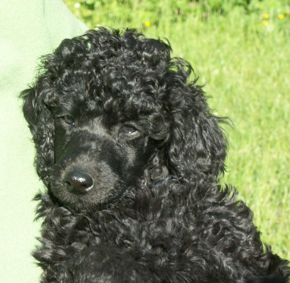 Haben alle Zwergpudel lange Haare um die Schnautze? (Hund, Frisur)
