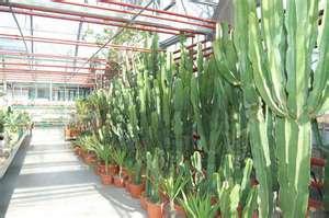 Säulenkakteen - (Pflanzen, Garten, Botanik)