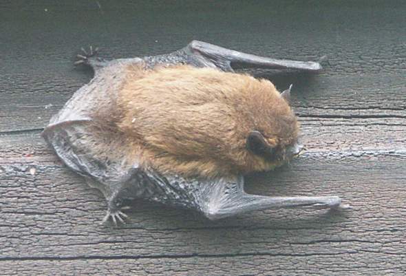 Flughunde Und Fledermause Als Haustiere Fledermaus Haustierhaltung