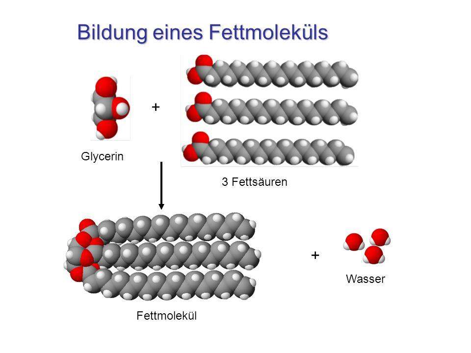 Fettbildung? (Schule, Chemie)