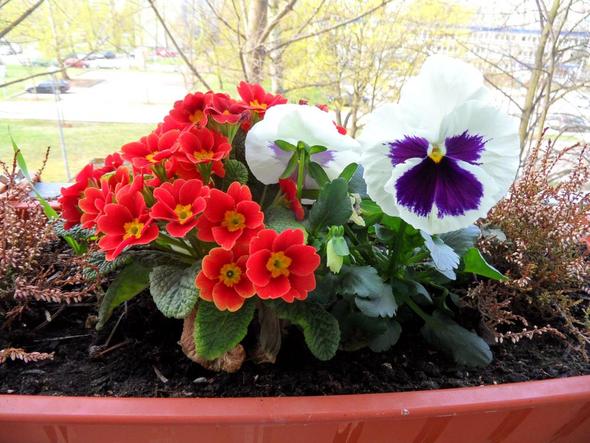 primel giftig pflanzen gift