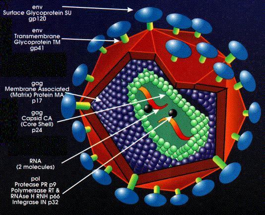 HIV 3D-Modell 2 - (Modellbau, HIV)