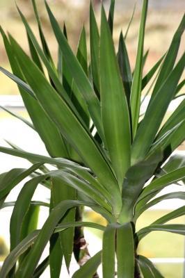 Yuccapalme - (Zimmerpflanzen, yucca-palme)